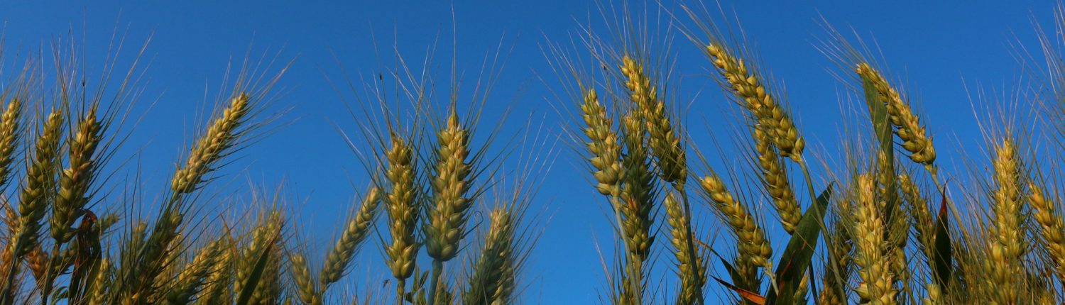 wheat field